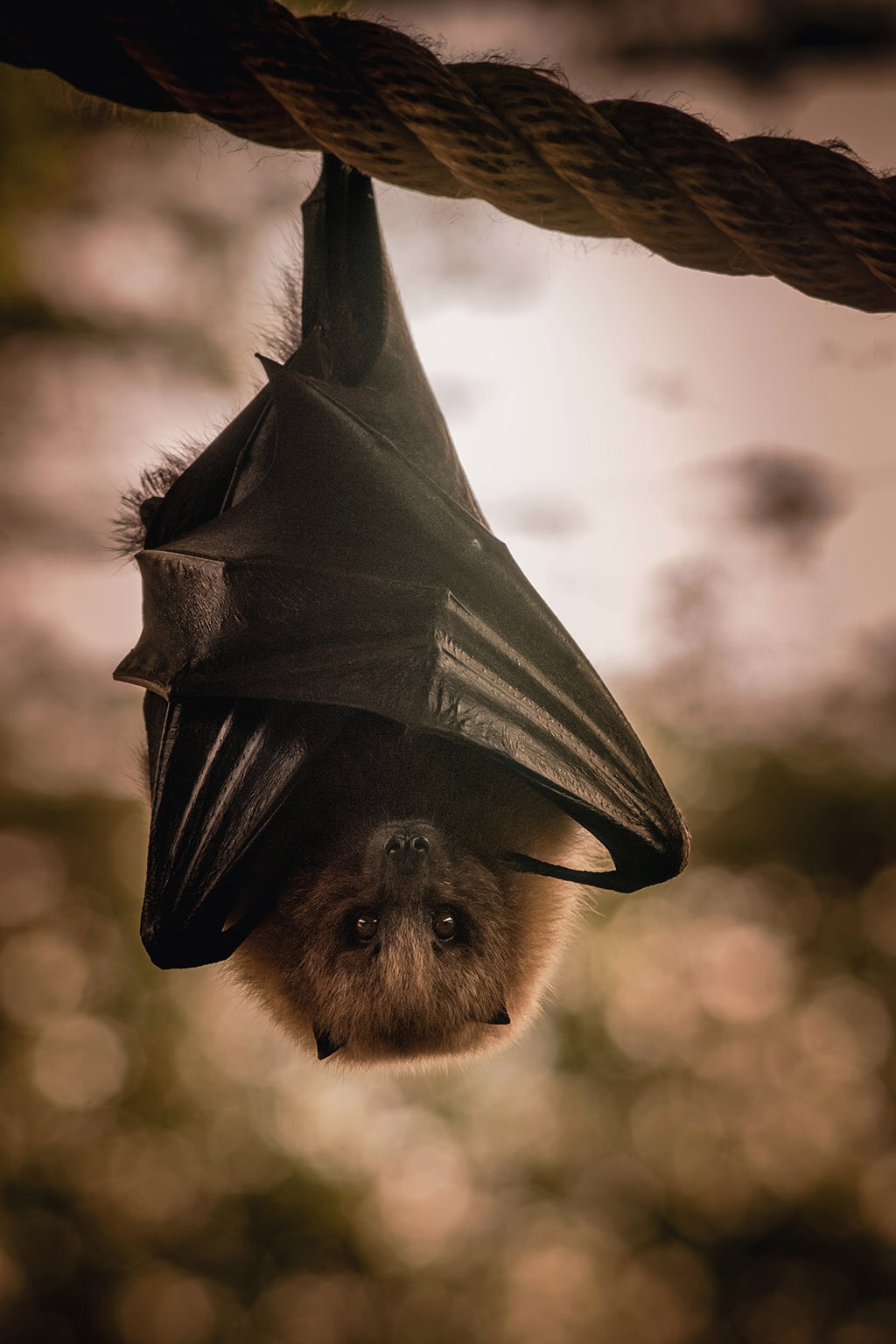 La Fundación BIOPARC acerca el conocimiento de los fascinantes murciélagos