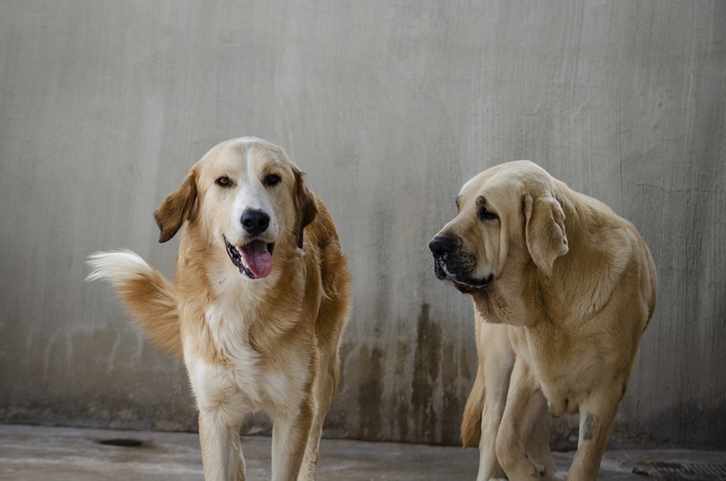 Vuelve a BIOPARC el Desfile para adoptar perros abandonados de A.U.P.A.